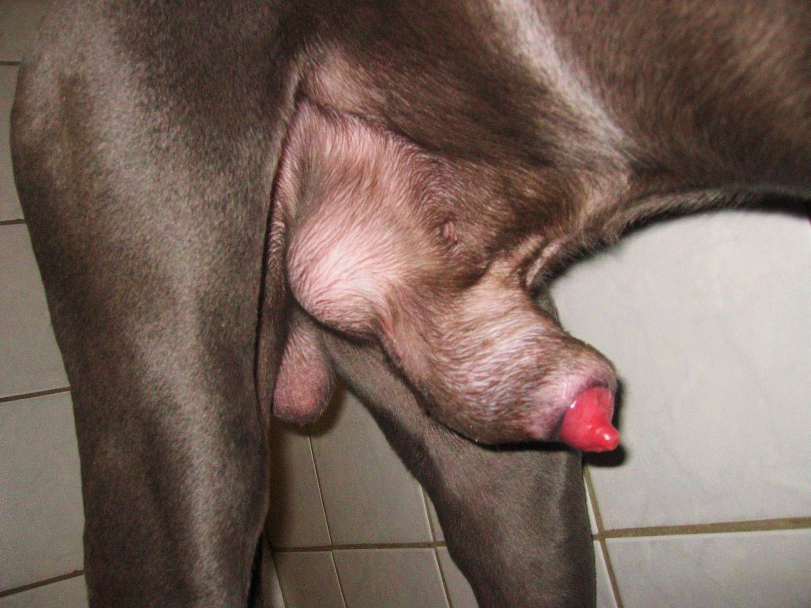 сперма собаки во влагалище фото 103