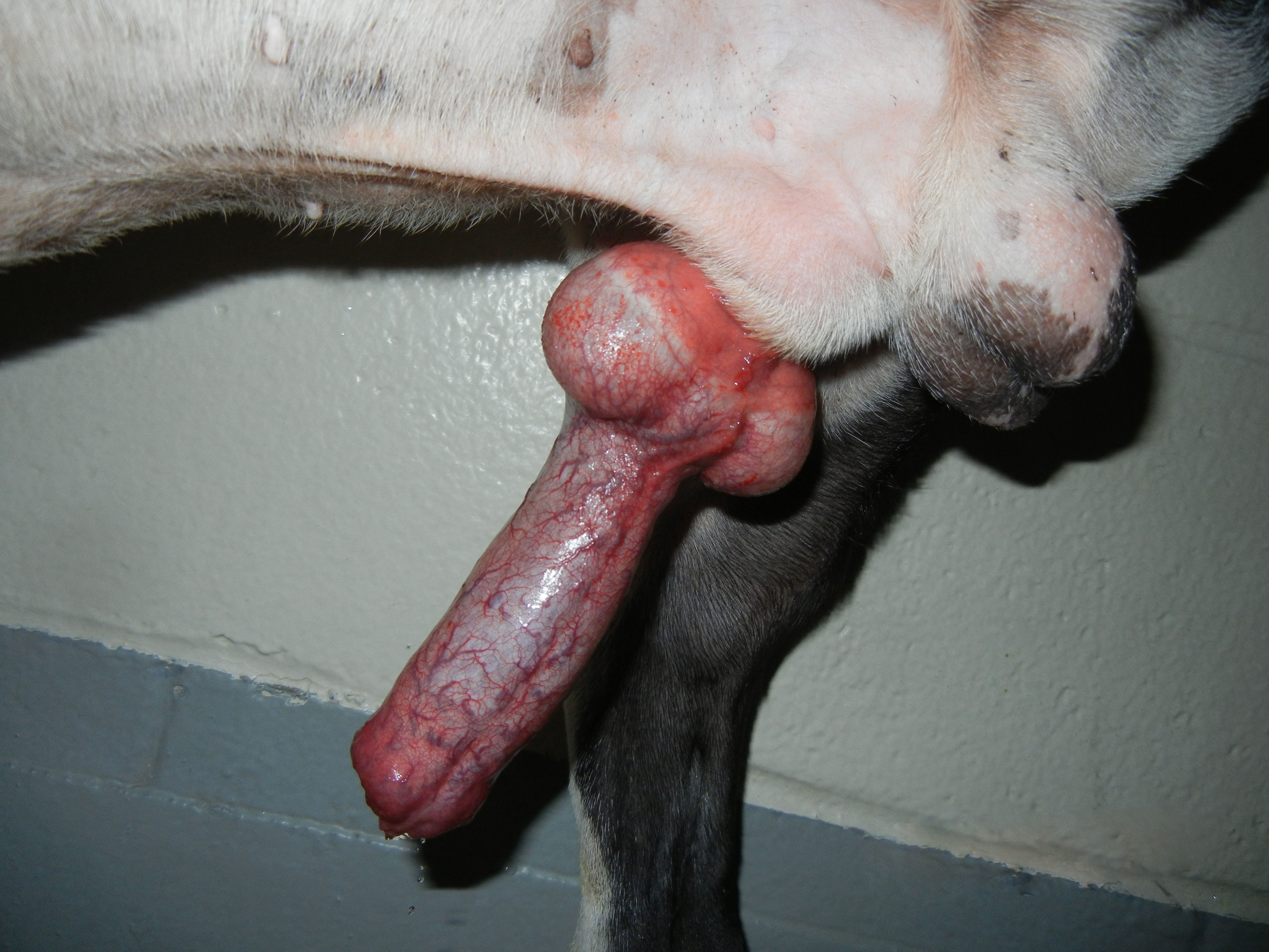 Pictures of a dog's penis